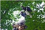 Beide Jungen im Nest