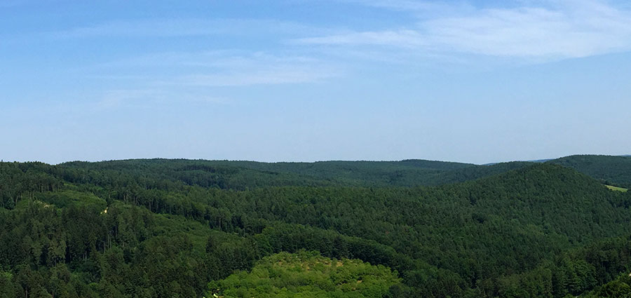 Wald Schwarzenbach