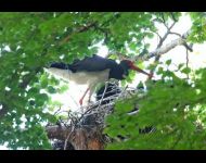 Schwarzstorch Altvogel landet in Nest um Jungvögel zu füttern.